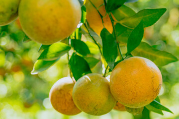 organic orange agriculture harvest plantation.