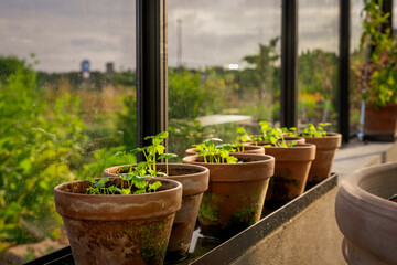 Greenhouse life, Tomato 