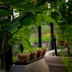Greenhouse life, Tomato 