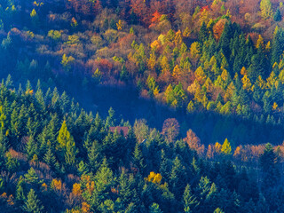 Fototapeta na wymiar Fall colors. Forest in the mountains