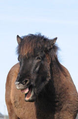 Fototapeta premium Gähnendes Pony