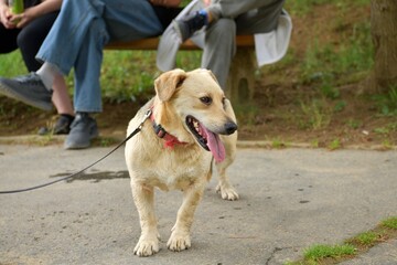 Walking the dog into nature with the family