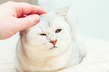 Woman's hand strokes a silver British shorthair cat that sleeps on the bed.