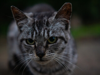 close-up shot young adorable gray cat in nature