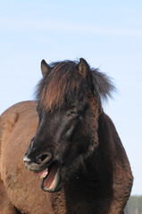 Fototapeta premium Gähnendes Pony