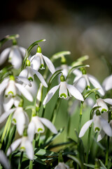 Pretty snowdrop flowers in the February sunshine