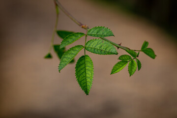 New leaves growing on a rose bush, with a shallow depth of field