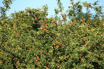 apple orchard, fruit trees, green trees with red apple fruits, beautiful green, full fruiting