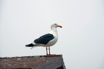 A single seagull sitting on a rooftop under gray foggy cloudy sky