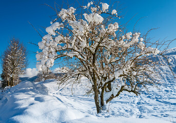 Winter landscape with plants covered with snow and ice on the blue sky. Alta Valle Intelvi, Ramponio locality. Lombardy. Italy.