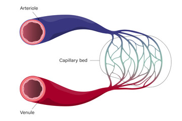 Blood vessels. Arteriole, venule and capillary. - obrazy, fototapety, plakaty