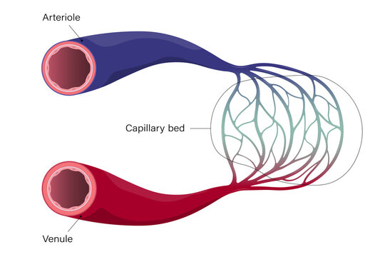 Blood vessels. Arteriole, venule and capillary.