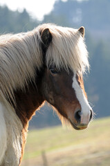 Fototapeta premium Islandpferd