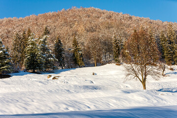 Winter landscape of the Intelvi Valley. Monte Pinzernone. Location Ramponio. Province of Como. Lombardy. Italy