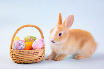 Easter bunny and eggs concept.