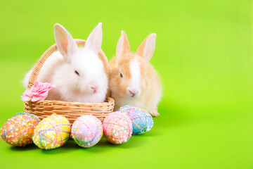 Easter bunny and eggs concept.