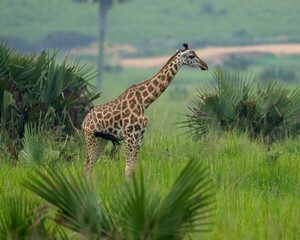 giraffe eating grass