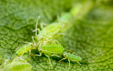 Aphid close up on a green leaf. Crop harvests, insecticidal treatment. Damaged plant leaves, devouring. Copy space