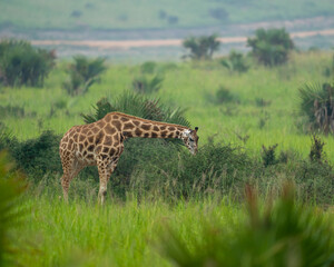 giraffe in the savannah