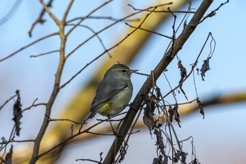 Female Painted Bunting Perched on a Branch in City Park, New Orleans, Louisiana