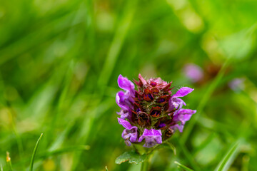 Prunella vulgaris flower in meadow