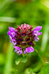 Prunella vulgaris flower growing in meadow