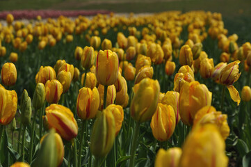 Tulips blooming in Spring in Kashmir