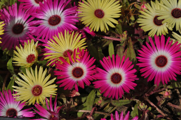 Season flowers in Kashmir