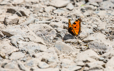 Butterfly on a flower. A flock of butterflies by the water. Colorful spring background with copy space. Spring and ecology concept.