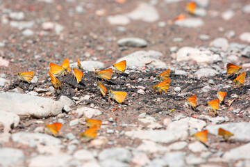 Butterfly on a flower. A flock of butterflies by the water. Colorful spring background with copy...