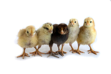 Beautiful cute little chicken isolated on white