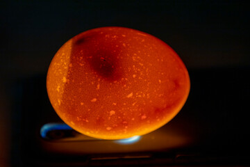Eggs are candled to observe the development of the embryo. Candling is done in a darkened room with...