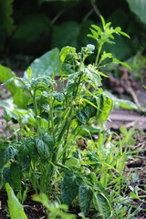 Small tomato plant in the garden