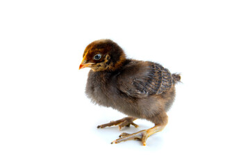 Beautiful cute little chicken isolated on white