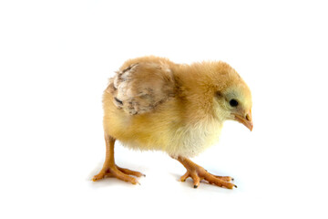 Beautiful cute little chicken isolated on white