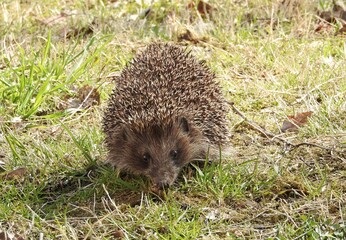 hedgehog in the grass
