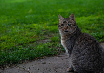 shot young gray cat sitting in a garden outdoor