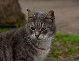 Naklejka na ściany i meble shot young gray cat sitting in a garden outdoor