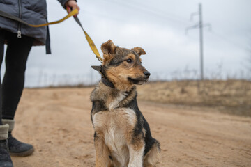 Homeless dog from an animal shelter outdoors.