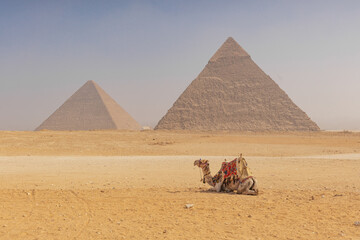 Pyramids of Giza with Camel in the Foreground - obrazy, fototapety, plakaty