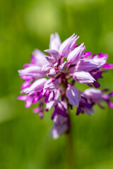 Fototapeta premium Dactylorhiza maculata flower growing in meadows, macro