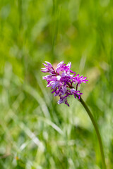 Dactylorhiza maculata flower in meadows