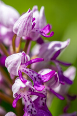 Dactylorhiza maculata flower in meadows, close up 
