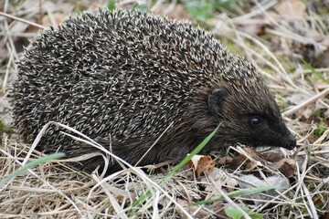 hedgehog in the grass