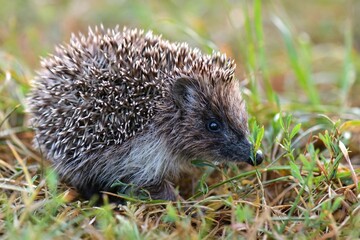 hedgehog in the grass