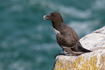 Razorbill