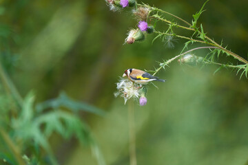 european goldfinch sitting on a purple thistle
