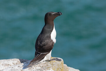 Razorbill