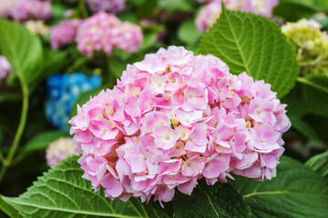 Blooming cultivar bigleaf hydrangea (Hydrangea macrophylla 'Endless Summer') in the summer garden