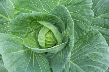 white cabbage